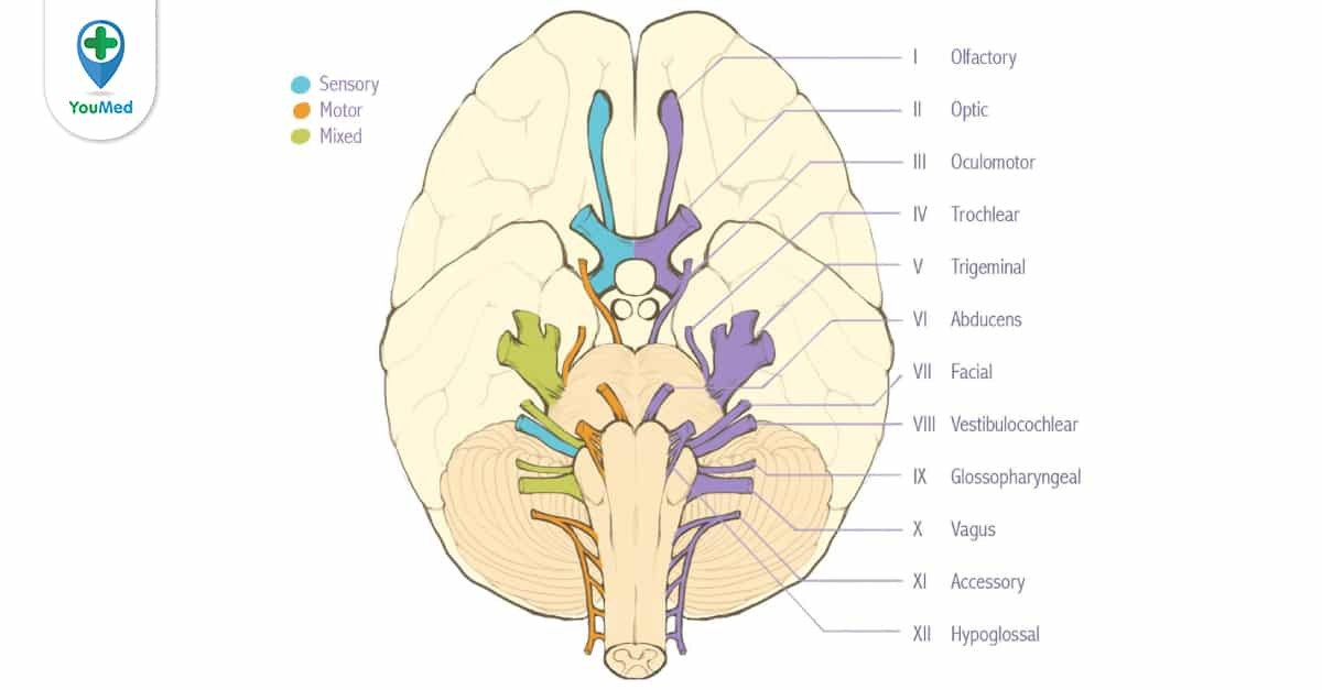 Tổng quan về 12 dây thần kinh và chức năng cho cơ thể