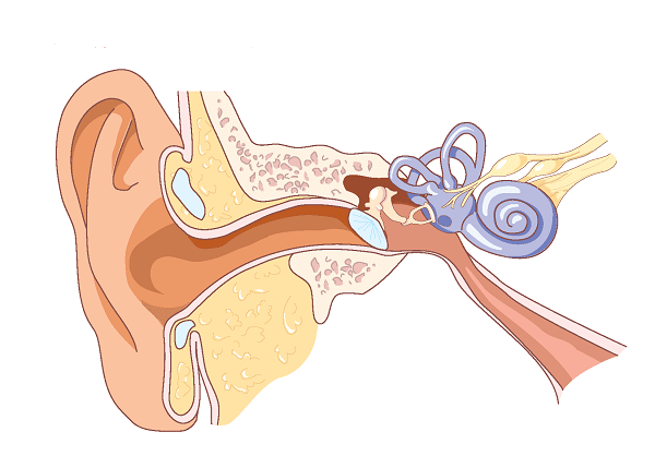 Cấu trúc của tai