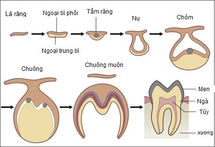 Điều trị tủy răng bao nhiêu tiền quy trình thực hiện như thế nào