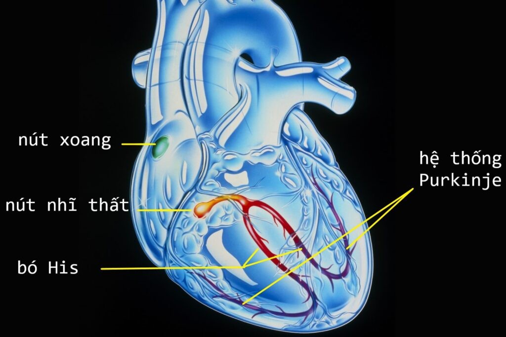 hệ thống dẫn truyền tim