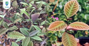 Lá Khôi – “thần dược” của căn bệnh viêm dạ dày