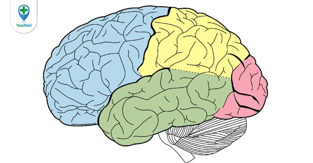 Bộ não kì diệu của con người