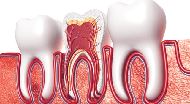 Tầm quan trọng của tủy răng với sức khỏe răng miệng