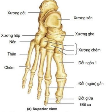 Bàn chân: Một cấu trúc kì diệu của tạo hóa - YouMed