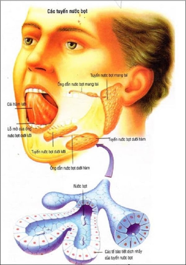 Chúng ta biết gì về các tuyến nước bọt? - YouMed