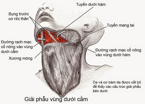 Tuyến nước bọt dưới cằm là tuyến chính lớn thứ hai