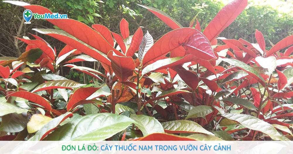 Đơn lá đỏ: Cây thuốc Nam trong vườn cây cảnh
