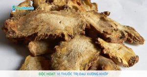 Độc hoạt: Vị thuốc trị đau xương khớp