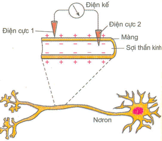 Điện thế tế bào thần kinh