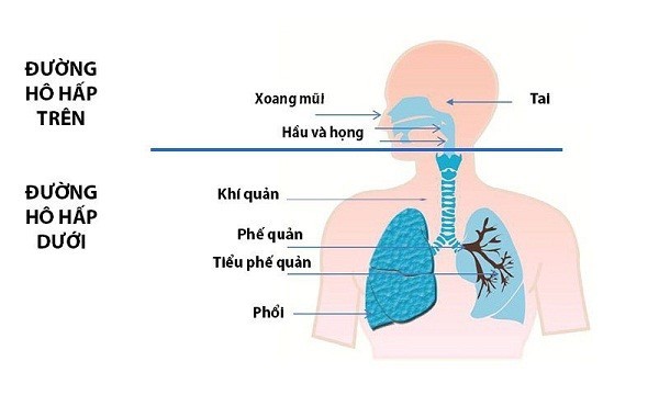 Minh họa đường hô hấp trên và dưới của cơ thể
