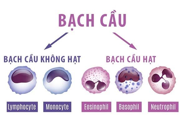 Các loại bạch cầu: Vai trò và những điều cần biết về sức khỏe hệ miễn dịch