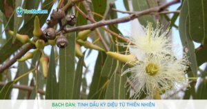 Bạch đàn: Tinh dầu kỳ diệu từ thiên nhiên