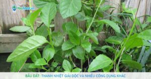 Bầu đất: Thanh nhiệt giải độc và nhiều công dụng khác