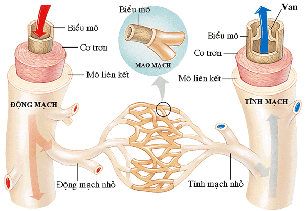 4. Kỹ năng thực hành môn Giải Phẫu Sinh Lý