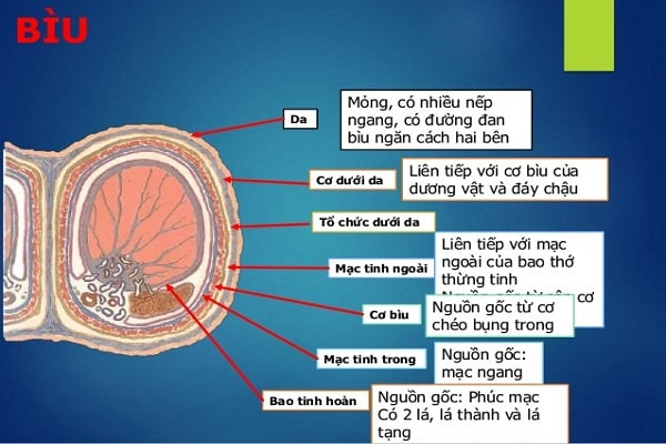 Cấu trúc của bìu tinh hoàn gồm 7 lớp