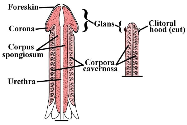 Cấu trúc của dương vật