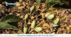 Cây Dung: Không chỉ là một loại chè uống