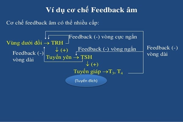 Cơ chế feedback của cơ thể