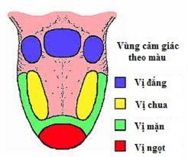 Các vùng vị giác của lưỡi