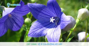 Cát cánh: Vệ sĩ của đường hô hấp