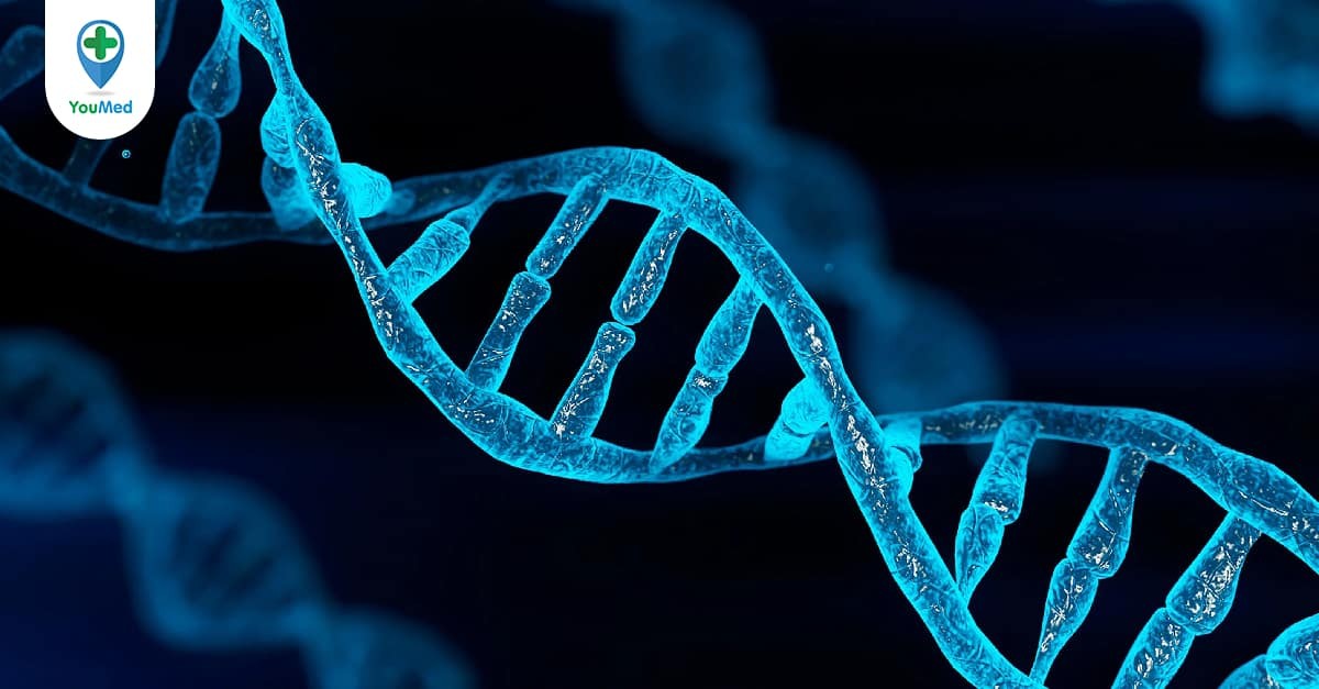 DNA được sao chép ra sao trong quá trình nhân đôi? Quá trình nhân đôi DNA có tác dụng gì trong truyền thông tin di truyền?
