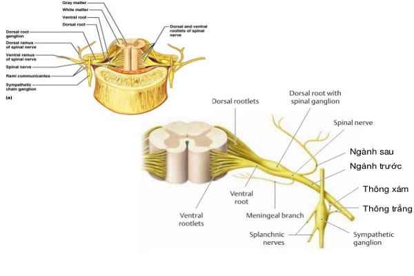 Dây thần kinh trung ương tủy được gọi là thừng pha