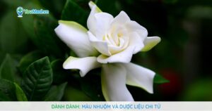 Cây Dành dành (Chi tử): Công dụng chữa bệnh từ loài cây mọc hoang