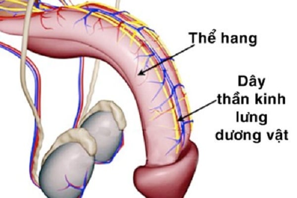 Hệ thống thần kinh ở dương vật của nam giới