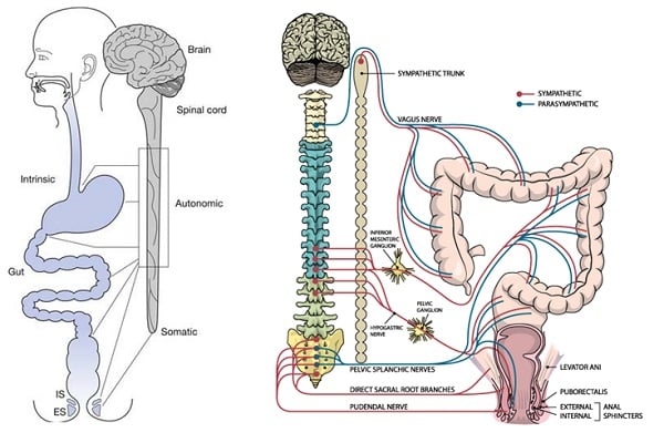 Hệ thống thần kinh ruột