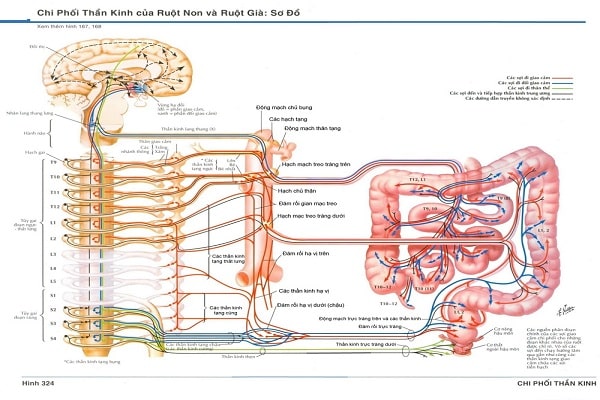 Hệ thống thần kinh tự chủ chi phối ruột già