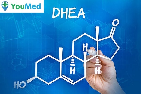 Hormone DHEA ở người