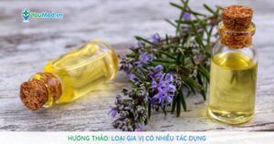 Cây Hương thảo: Loại gia vị có nhiều tác dụng chữa bệnh