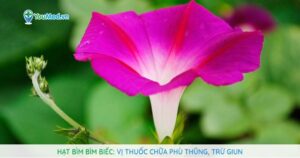 Hạt Bìm bìm biếc: Vị thuốc chữa phù thũng, trừ giun