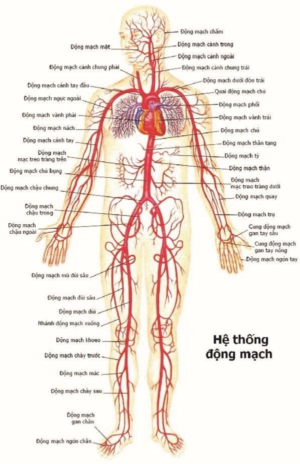 Hệ thống động mạch của cơ thể