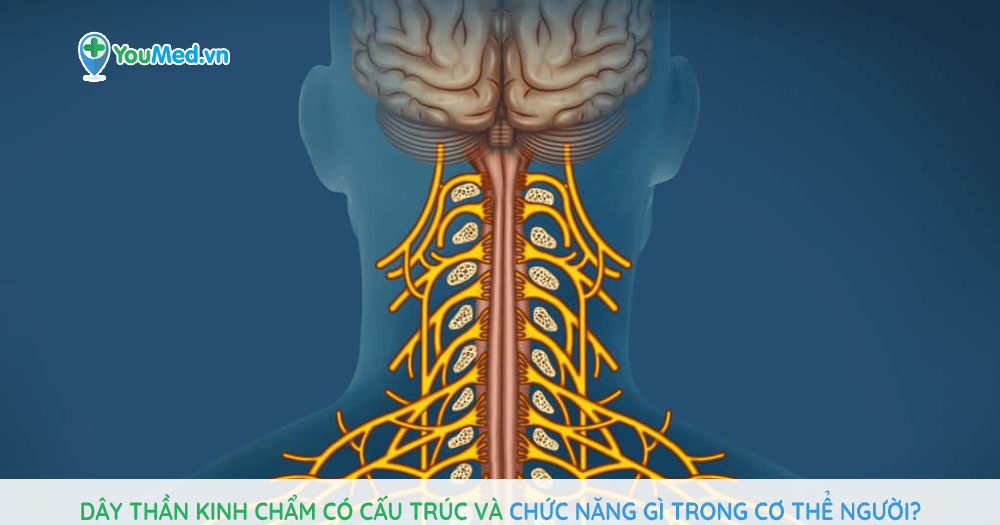 Dây thần kinh chẩm có cấu trúc và chức năng gì trong cơ thể người?