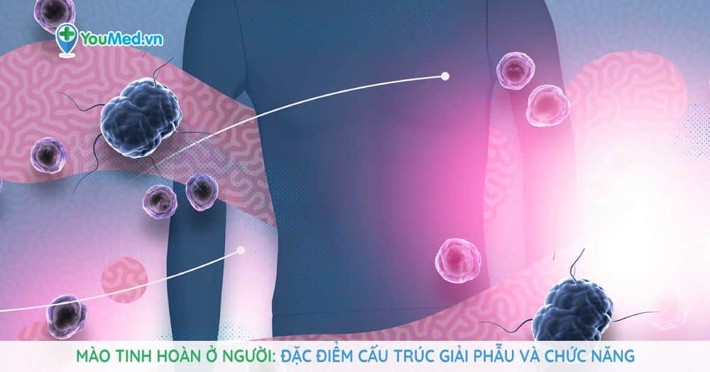 Mào tinh hoàn ở người Đặc điểm cấu trúc giải phẫu và chức năng
