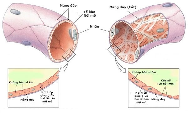 Mao mạch liên tục và mao mạch cửa sổ