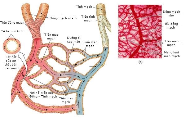 Mạng lưới mao mạch