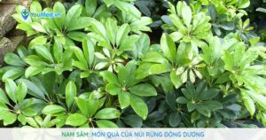 Nam sâm: Món quà của núi rừng Đông Dương