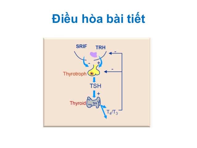 chức năng điều hòa bài tiết của tuyến yên