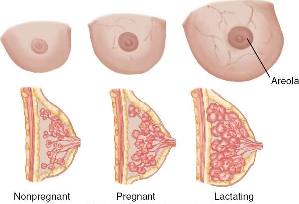 Hình ảnh ngực thay đổi khi bắt đầu mang thai