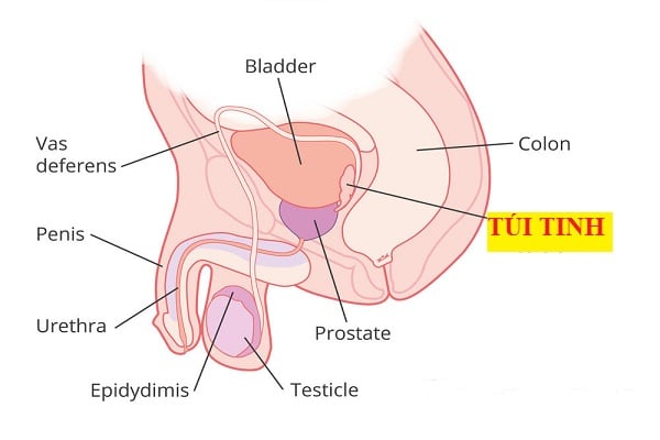 Túi tinh ở nam giới