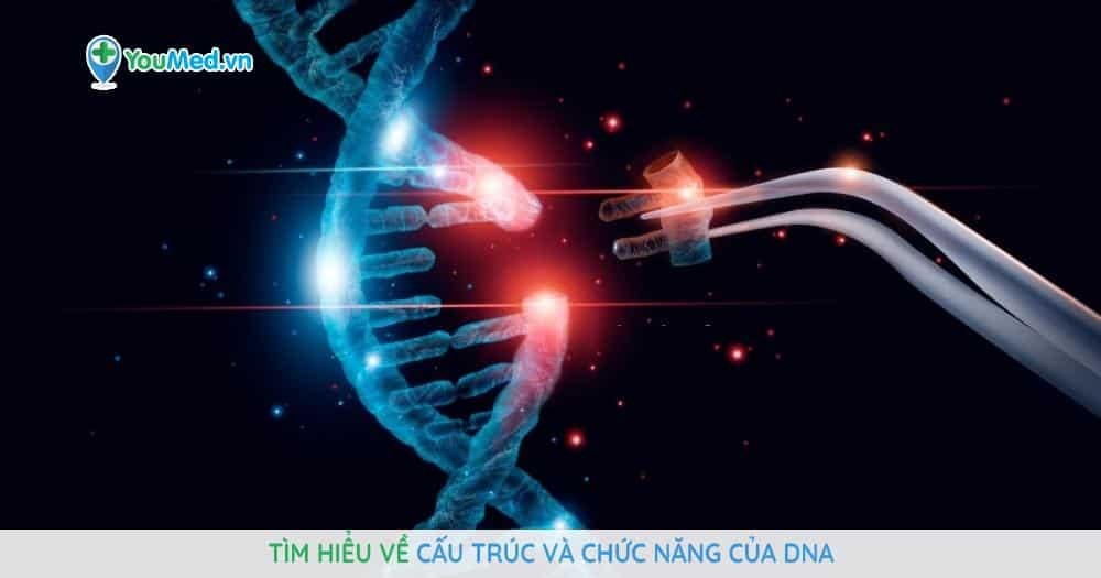 Tìm hiểu về cấu trúc và chức năng của DNA