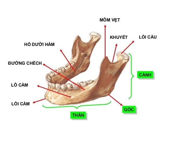 Xương hàm dưới: Cấu trúc, chức năng và các bệnh lý thường gặp