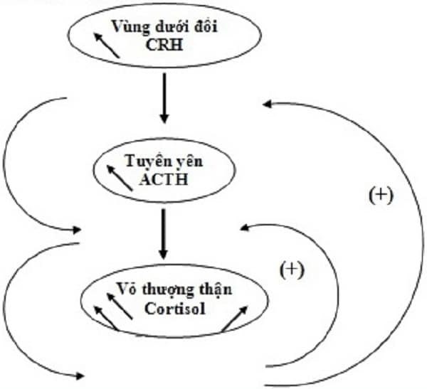 Mô tả quá trình điều chỉnh nồng độ cortisol trong cơ thể