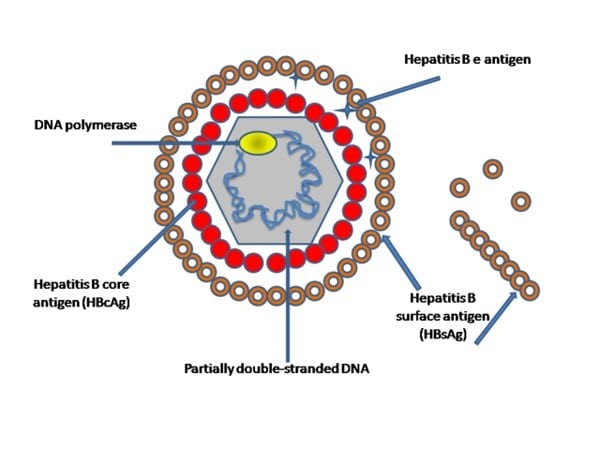 Hình ảnh mô tả cấu trúc của virus viêm gan B (HBV)