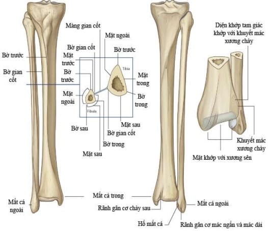 Mốc giải phẫu bề mặt xương mác