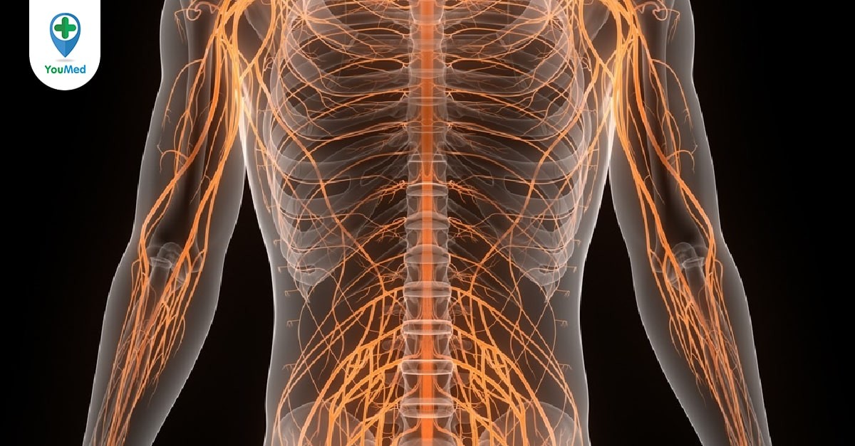 g quan về dây thần kinh tủy được cấu tạo như thế nào trong cơ thể con người