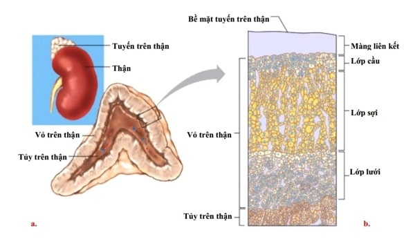 Chức Năng Của Tuyến Trên Thận: Khám Phá Những Điều Thú Vị