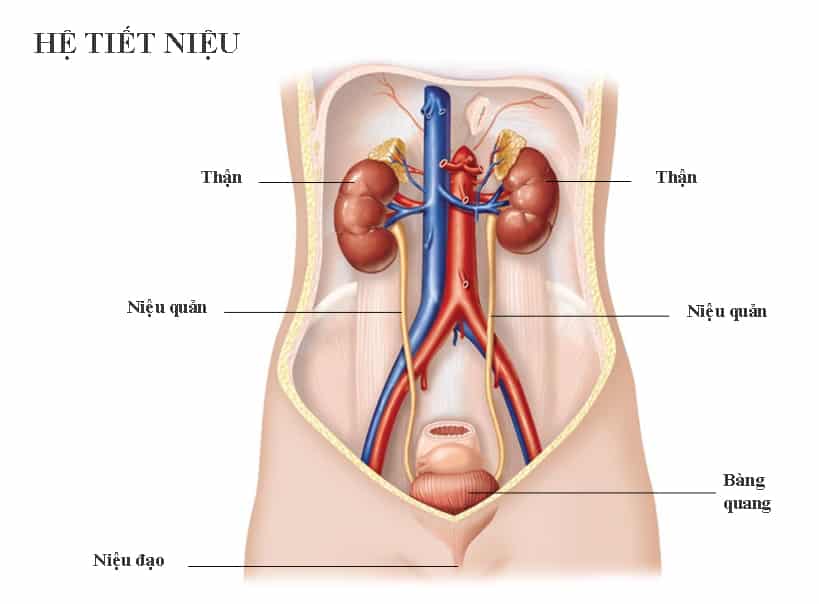 Cấu trúc của hệ tiết niệu trong cơ thể người